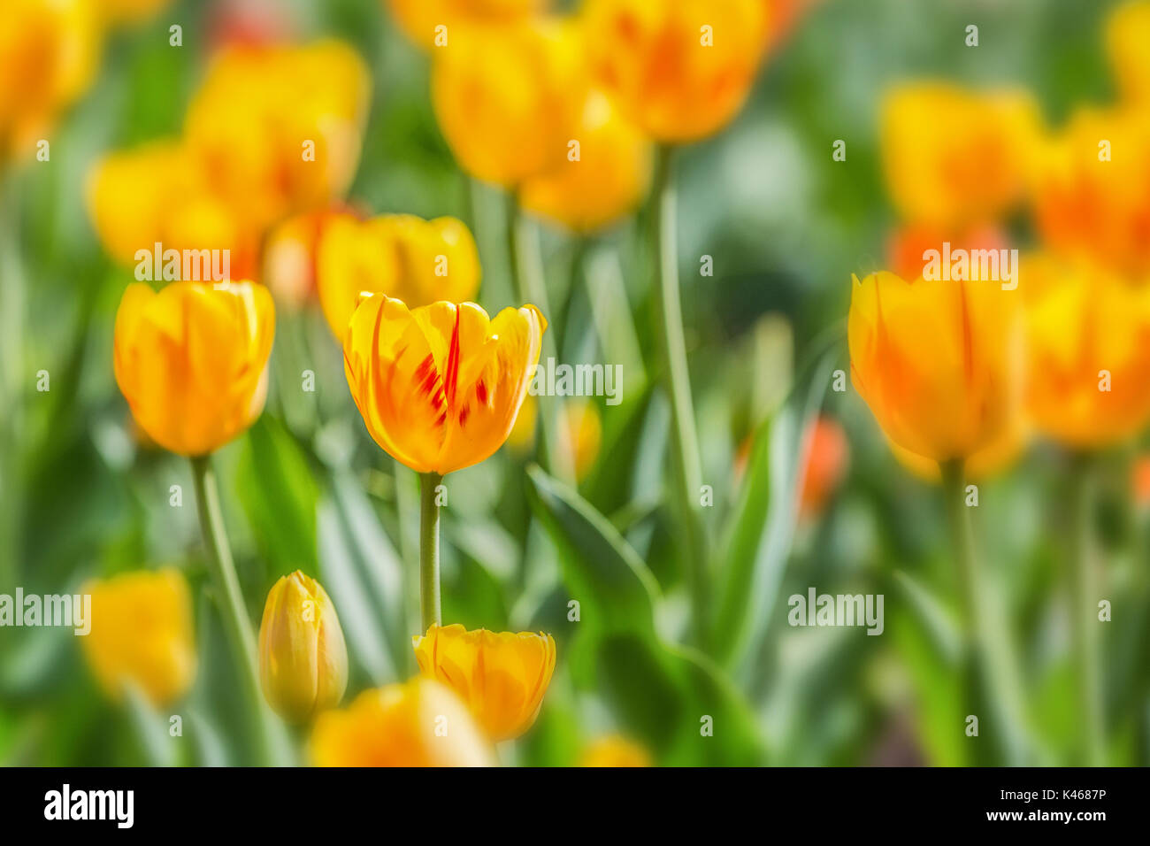 Festival canadien des tulipes Banque D'Images