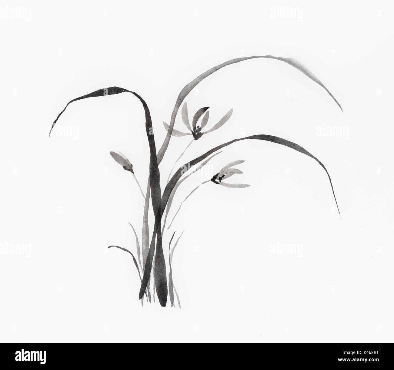 Licence disponible à MaximImages.com - fleurs d'orchidées sauvages illustration japonaise Sumi-e Zen peinture à l'encre noire sur fond blanc de papier de riz Banque D'Images