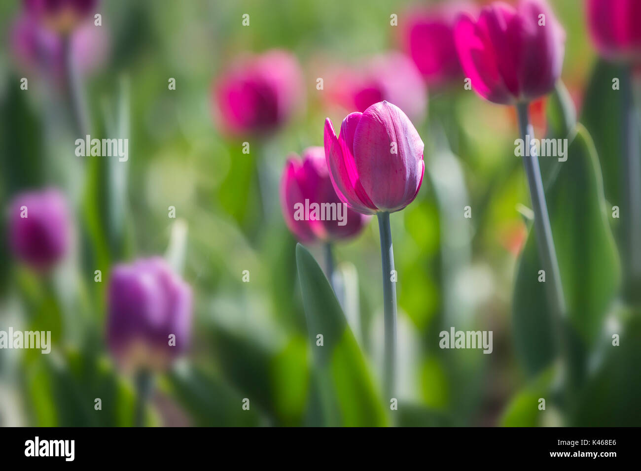 Festival canadien des tulipes Banque D'Images
