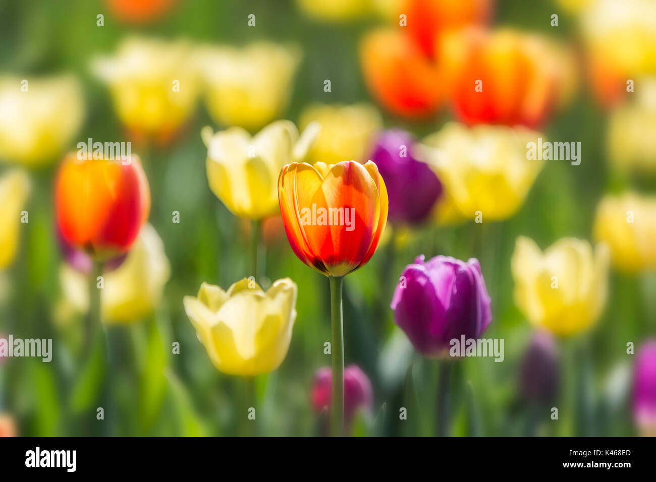 Festival canadien des tulipes Banque D'Images