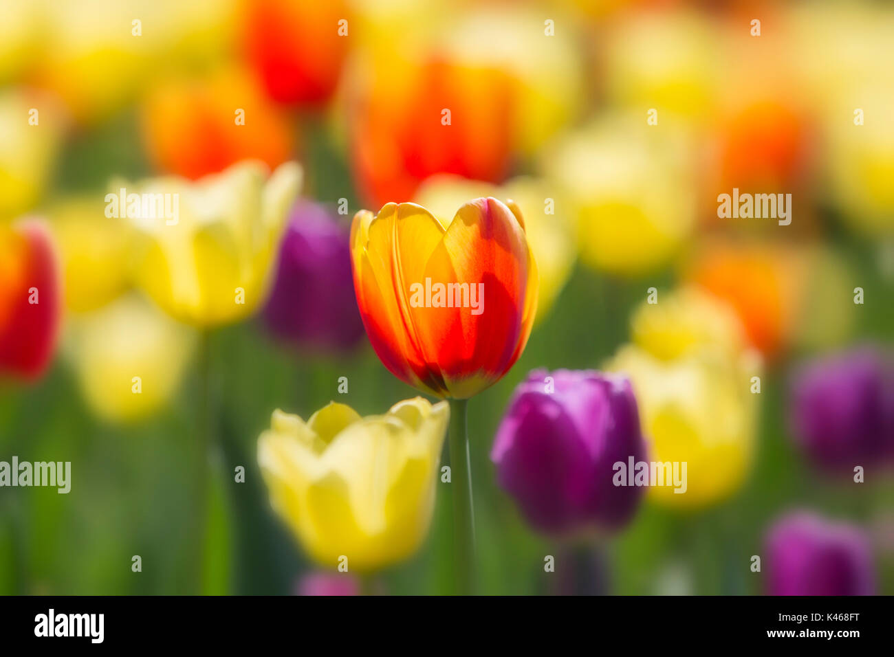 Festival canadien des tulipes Banque D'Images