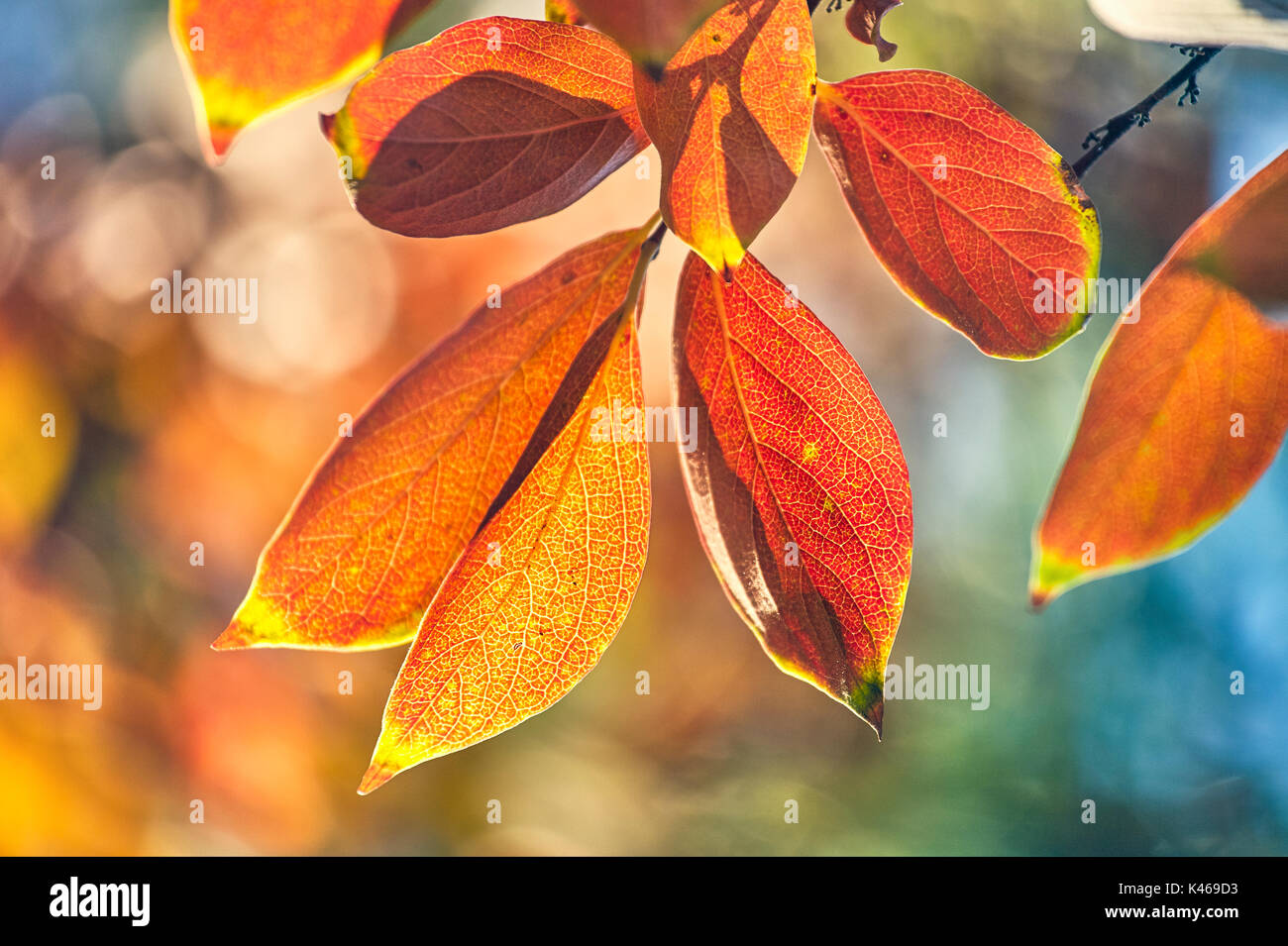 Diospyros kaki blanc en automne au Royal Botanical Garden. Madrid. Communauté de Madrid. Espagne Banque D'Images