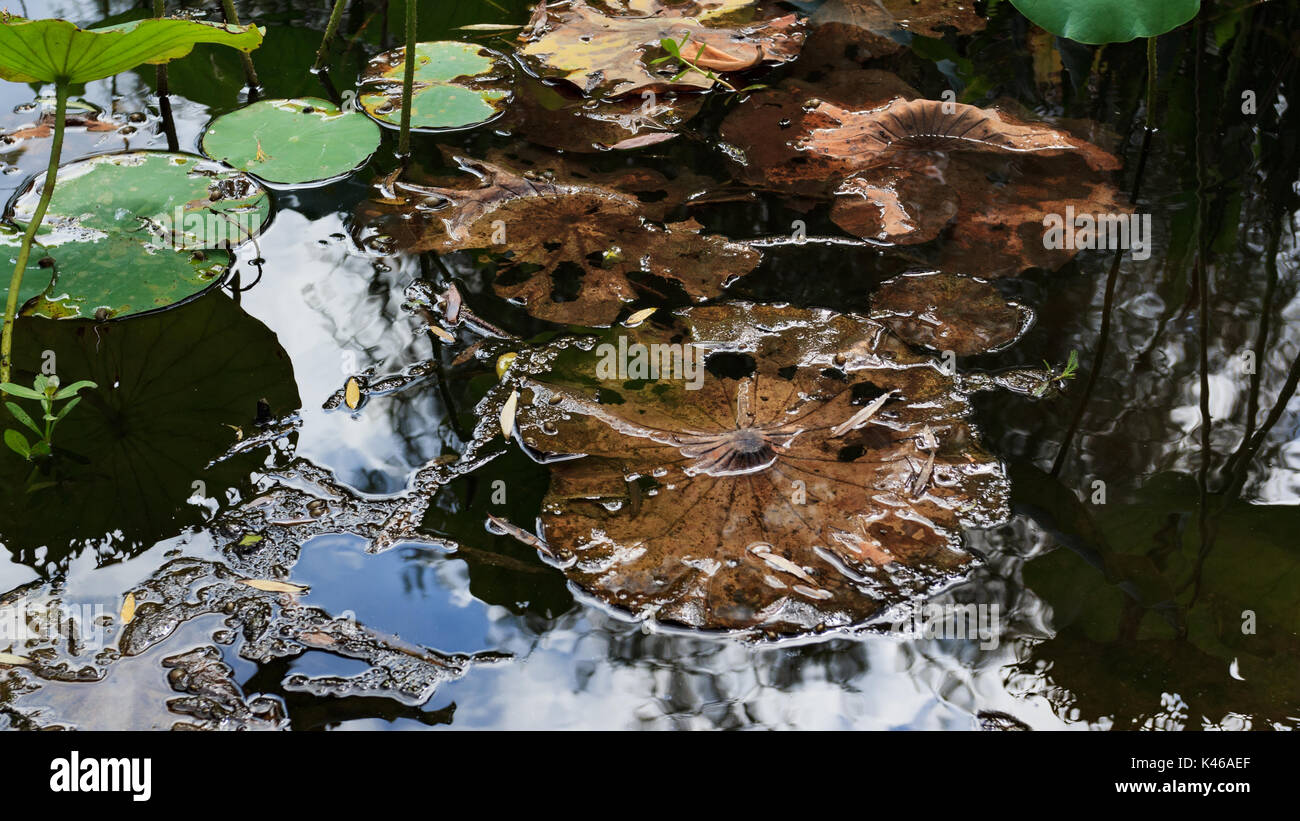 Feuille de lotus séchées dans la piscine dans le jardin Banque D'Images