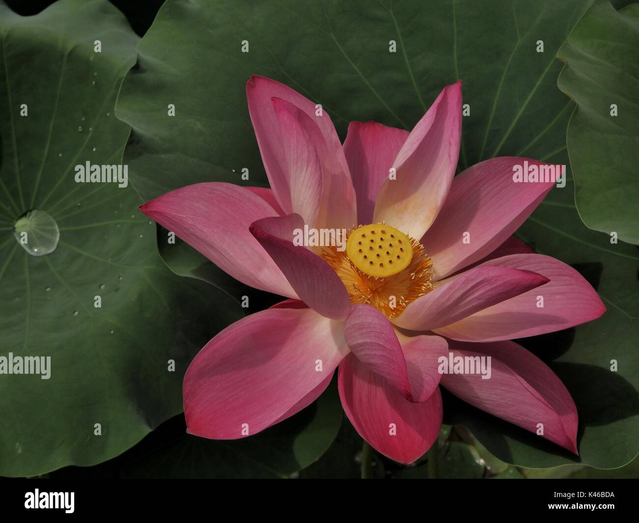 Des gouttelettes avec Lotus Banque D'Images