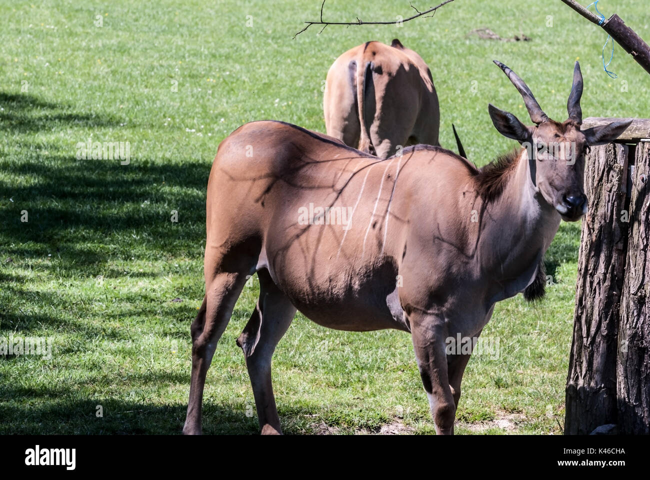 Éland commun antilopes animaux Banque D'Images