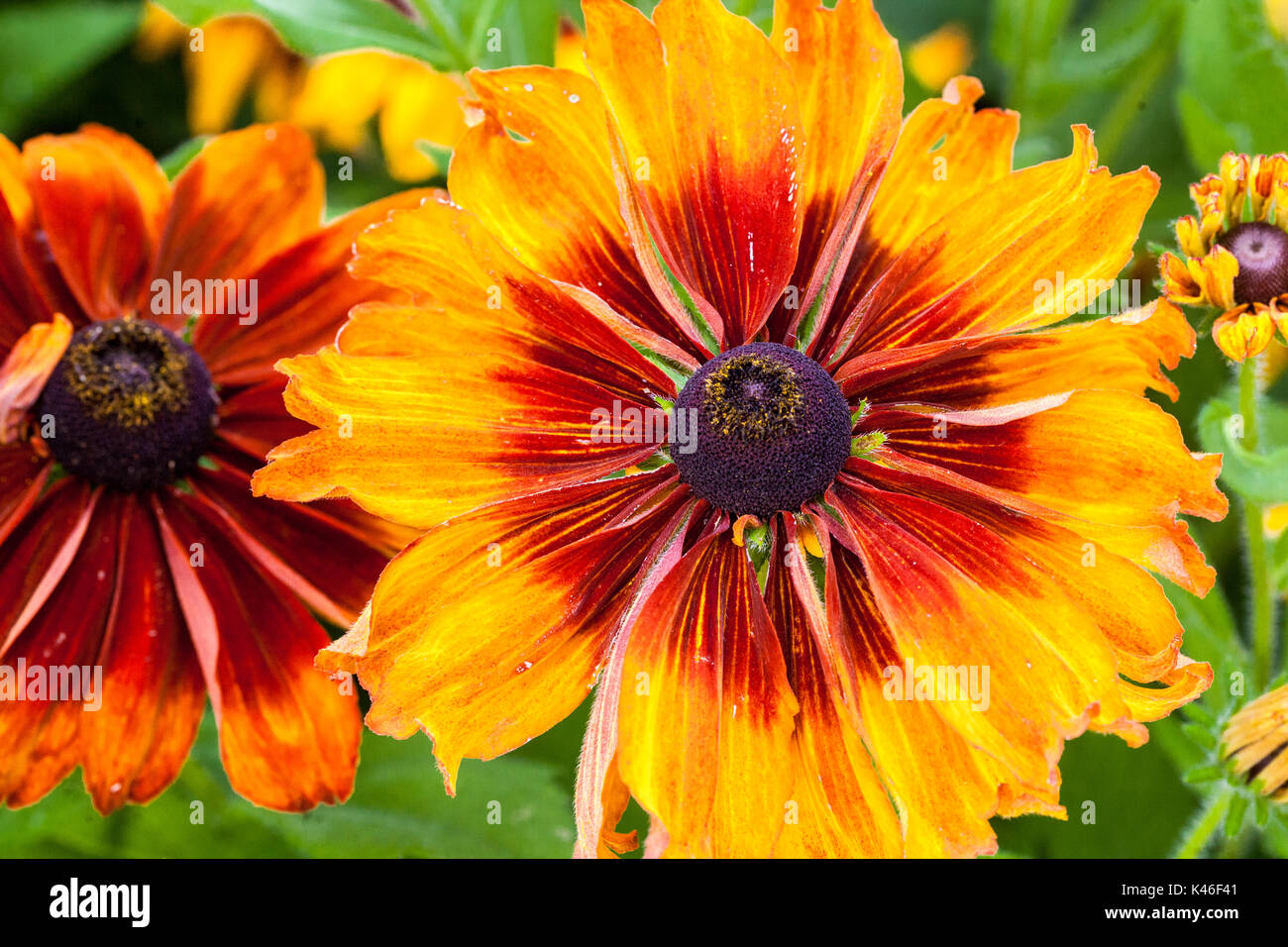 Rudbeckia hirta 'Cappuccino', Susan Gloriosa Daisy aux yeux noirs Banque D'Images