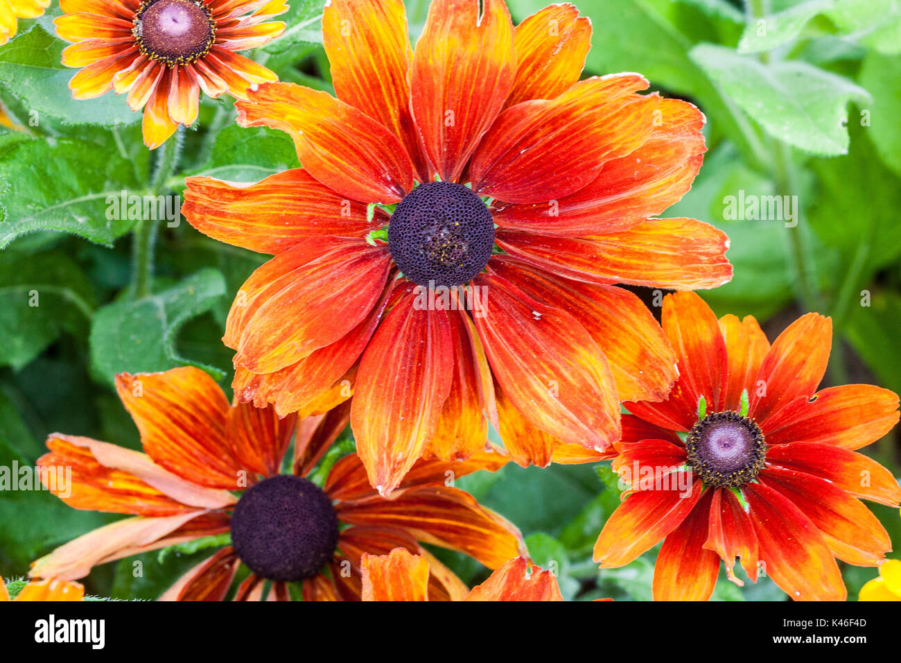 Rudbeckia hirta ' ' Cappuccino, black-eyed Susan Banque D'Images