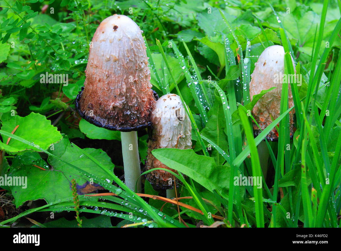 Champignons blancs haut corpinus comatus dans la forêt Banque D'Images