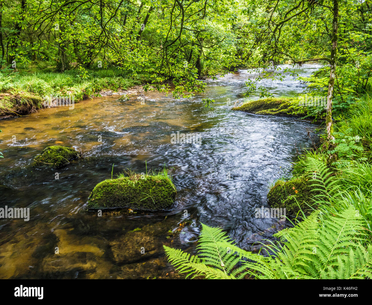 La rivière Barle dans le Parc National d'Exmoor, Somerset. Banque D'Images