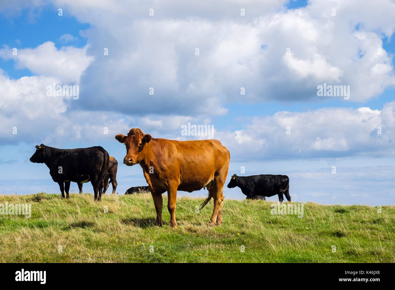 Troupeau de noir et brun des vaches dans un champ à la fin de l'été. Ile d'Anglesey, au Pays de Galles, Royaume-Uni, Angleterre Banque D'Images