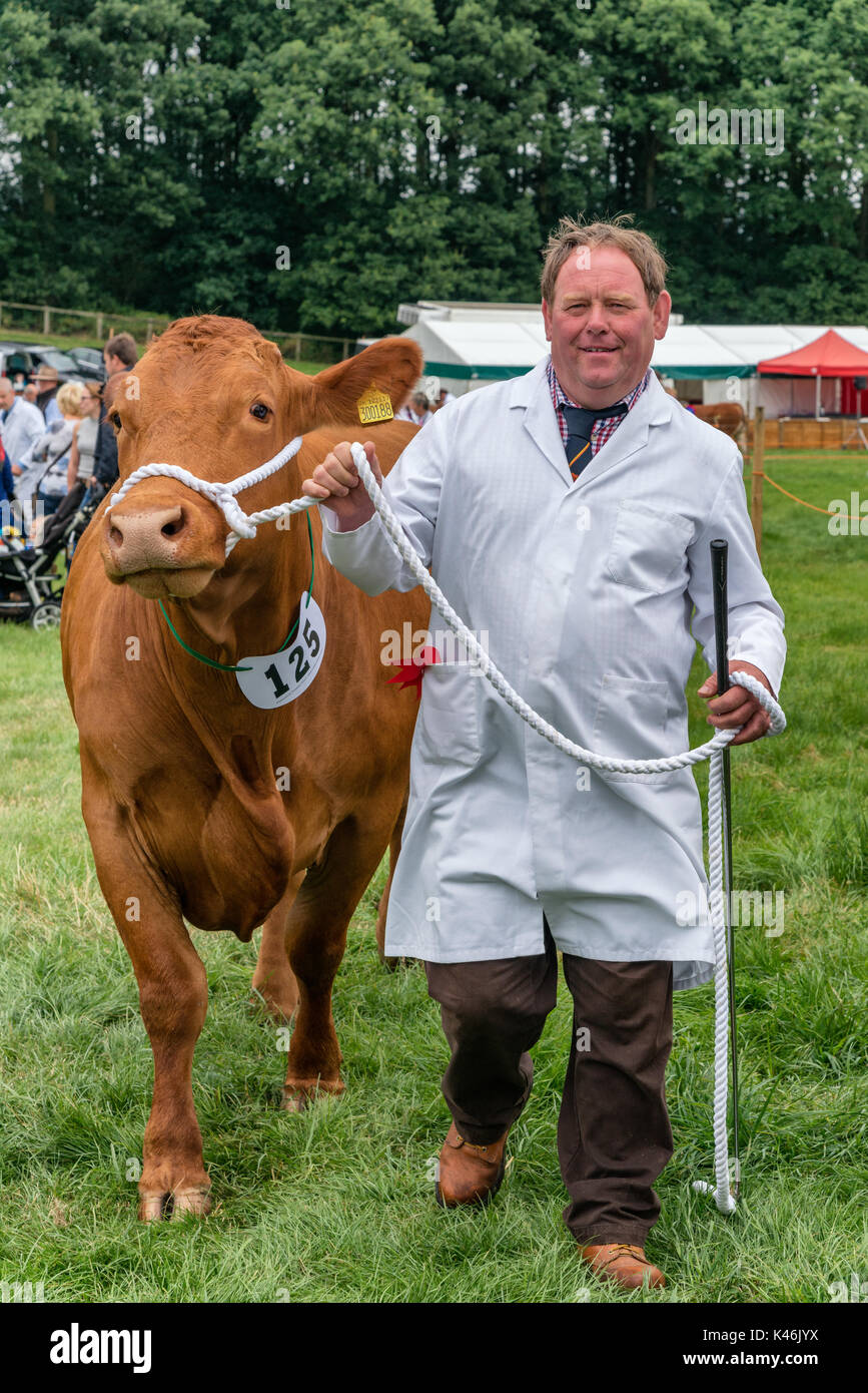 Laissant l'anneau de jugement de bétail à ryedale show Banque D'Images