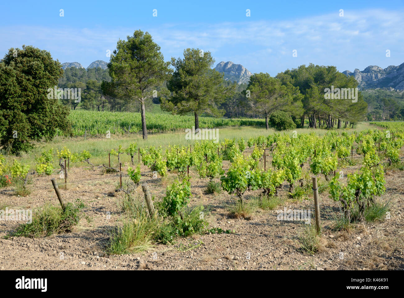 Vignobles dans les collines des Alpilles. Domaine de la Vallongue, Eygalières, Provence Banque D'Images