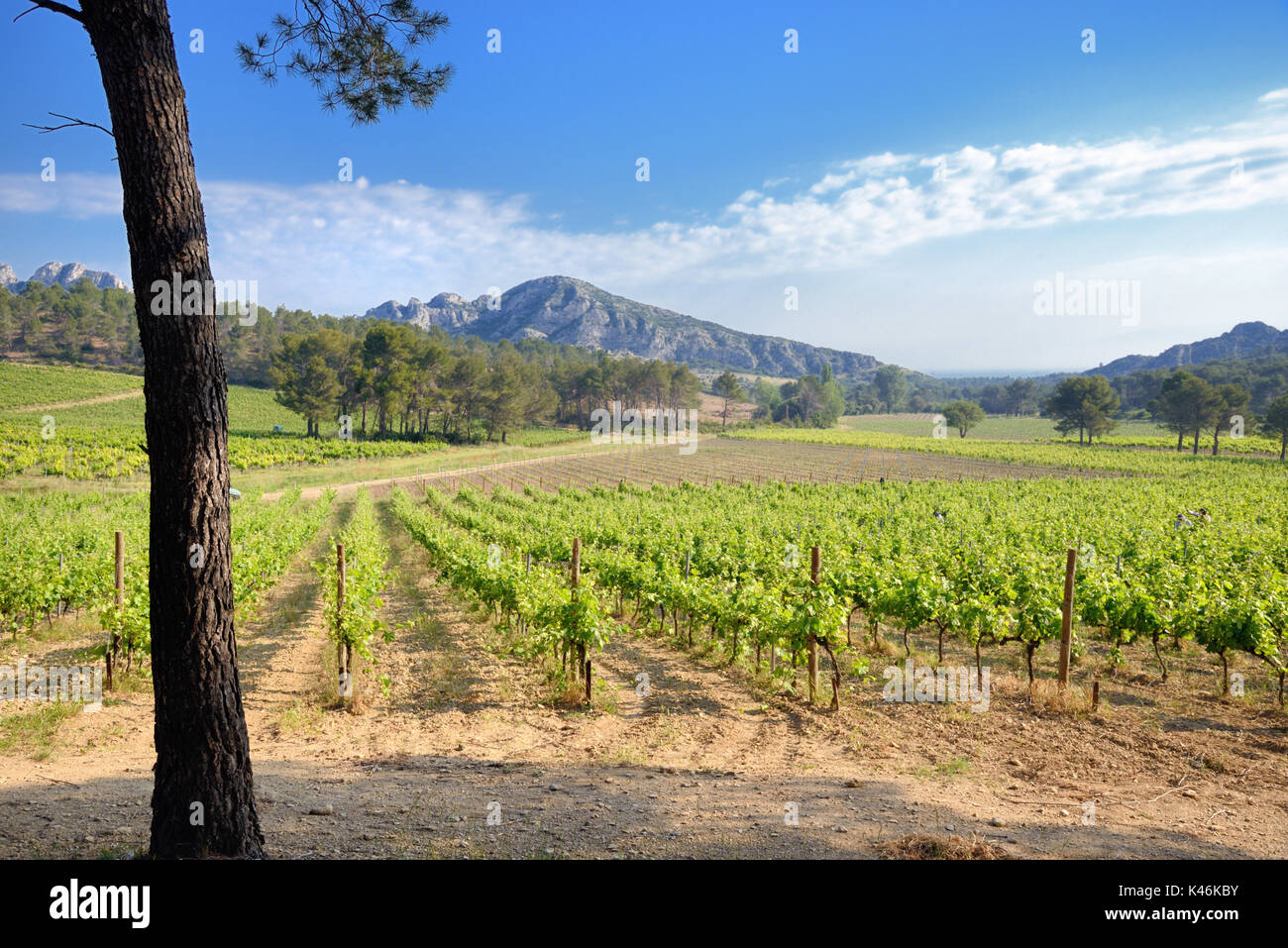 Vignobles dans les collines des Alpilles. Domaine de la Vallongue, Eygalières, Provence Banque D'Images