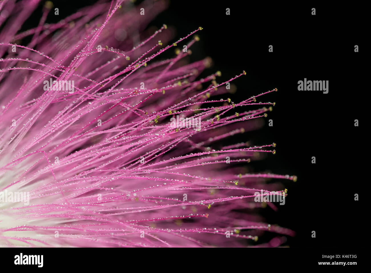 Le calliandre / Acacia nemu, pourpre, fleur rose et blanc, gros plan macro, avec de petites gouttelettes d'eau sur les pétales, résumé, fond noir Banque D'Images
