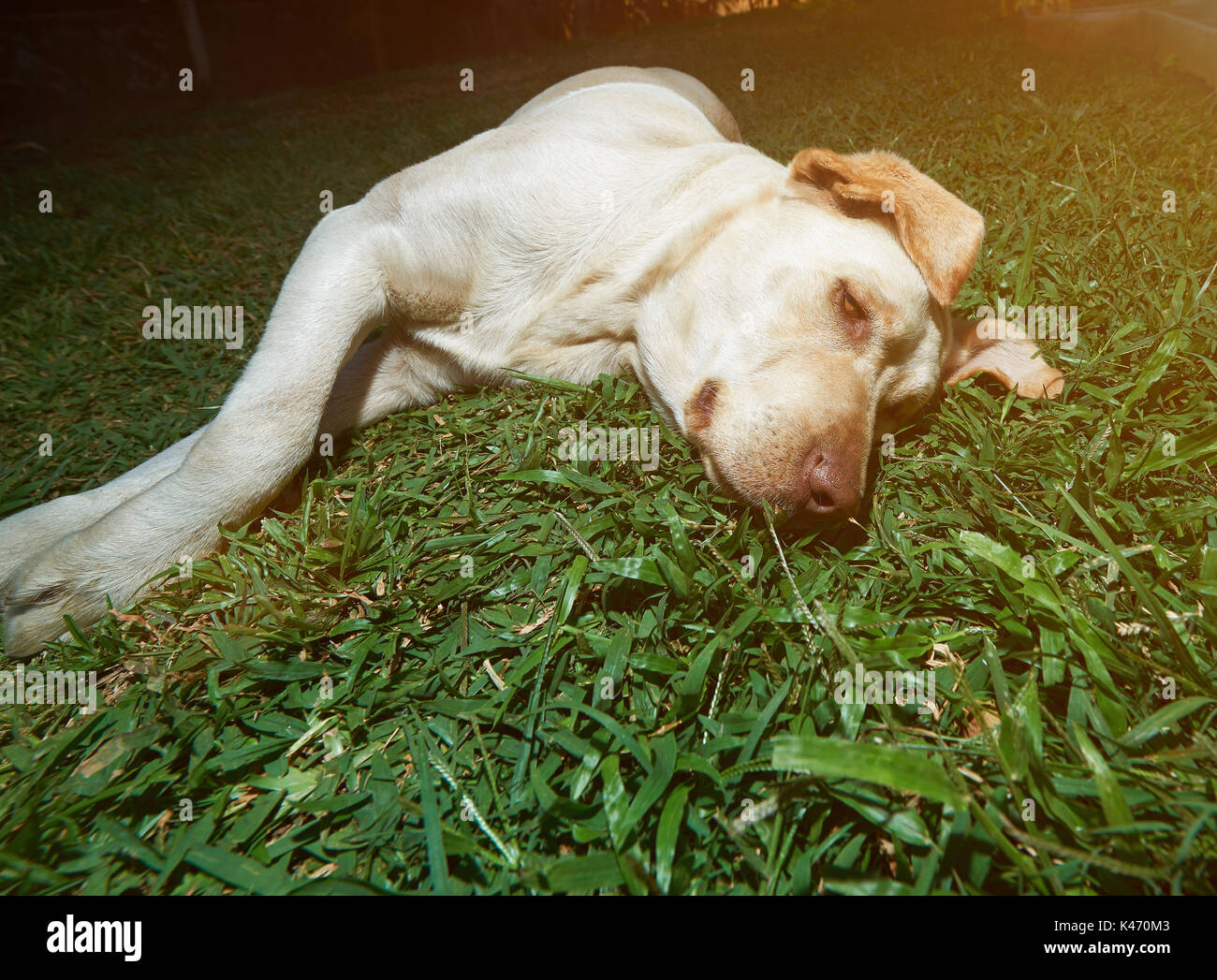 Labrador brun paresseux jeter sur fond d'herbe verte. Brown chien labrador détendue Banque D'Images