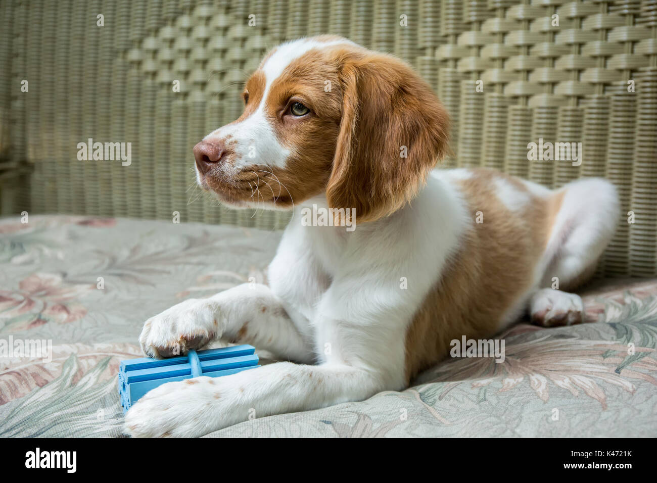 Deux Mois Epagneul Breton Archie Avec Son Chew Toy Couchee Sur Une Chaise De Patio Dans Issaquah Washington Usa Photo Stock Alamy Deux Mois Epagneul Breton Archie Avec Son Chew Toy Couchee Sur Une Chaise De Patio Dans Issaquah Washington Usa Photo Stock Alamy