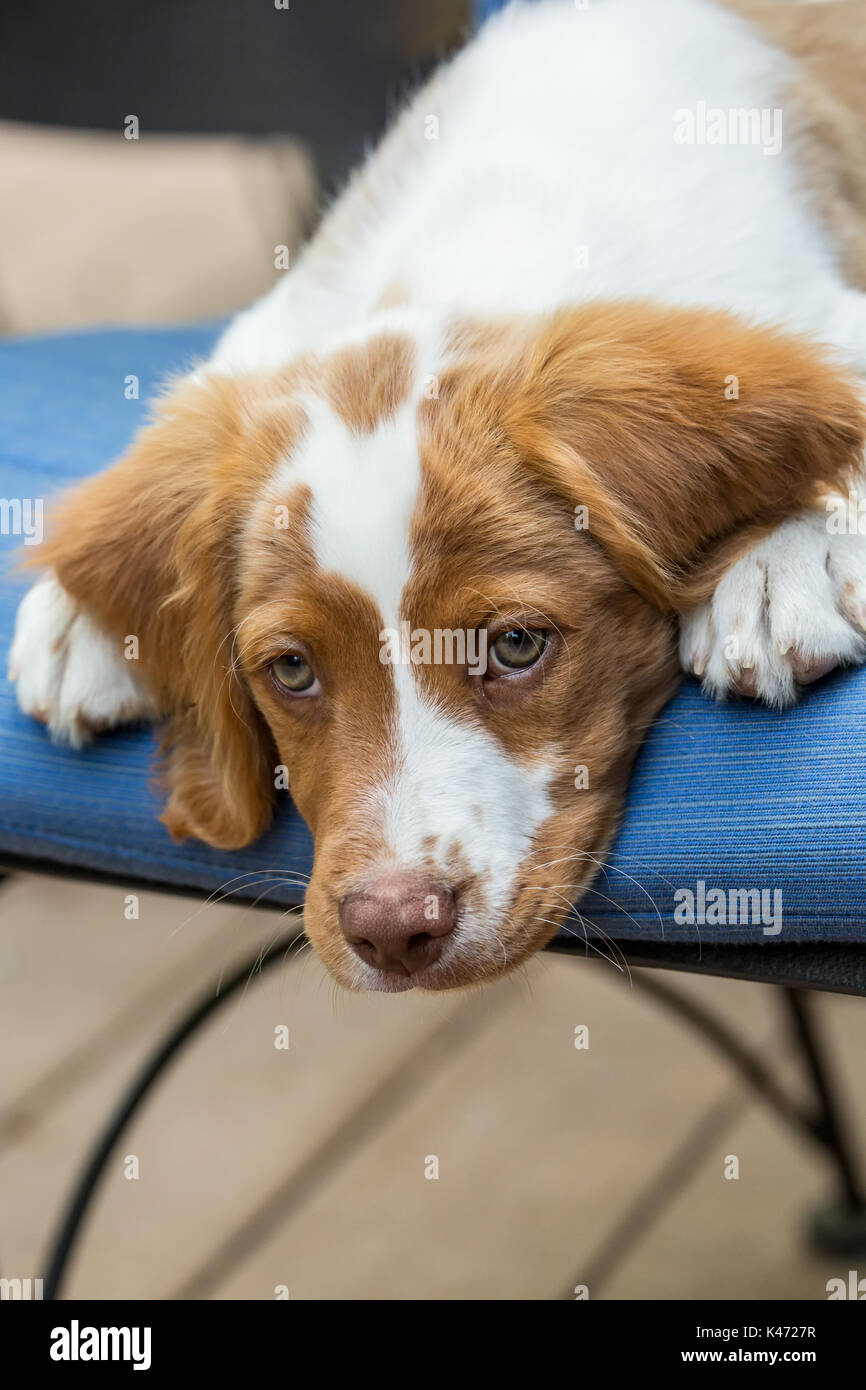 Two Brittany Spaniel Puppies Banque D Image Et Photos Alamy Two Brittany Spaniel Puppies Banque D Image Et Photos Alamy