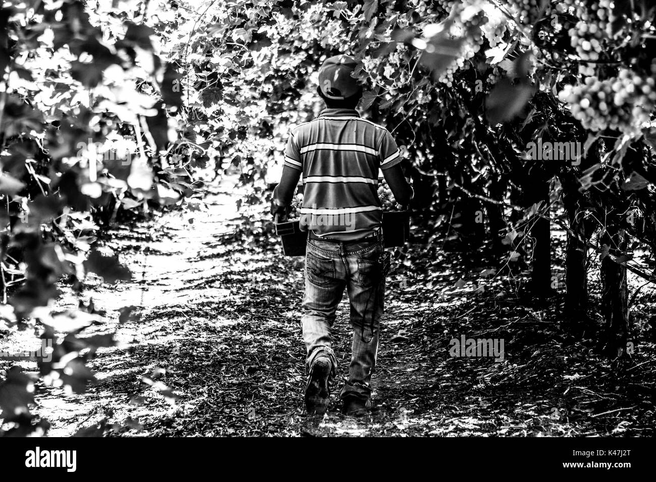Bahia de Kino, Flore Faune y del Desierto de Punta Chueca, San Nicolas Sonora au Mexique Banque D'Images