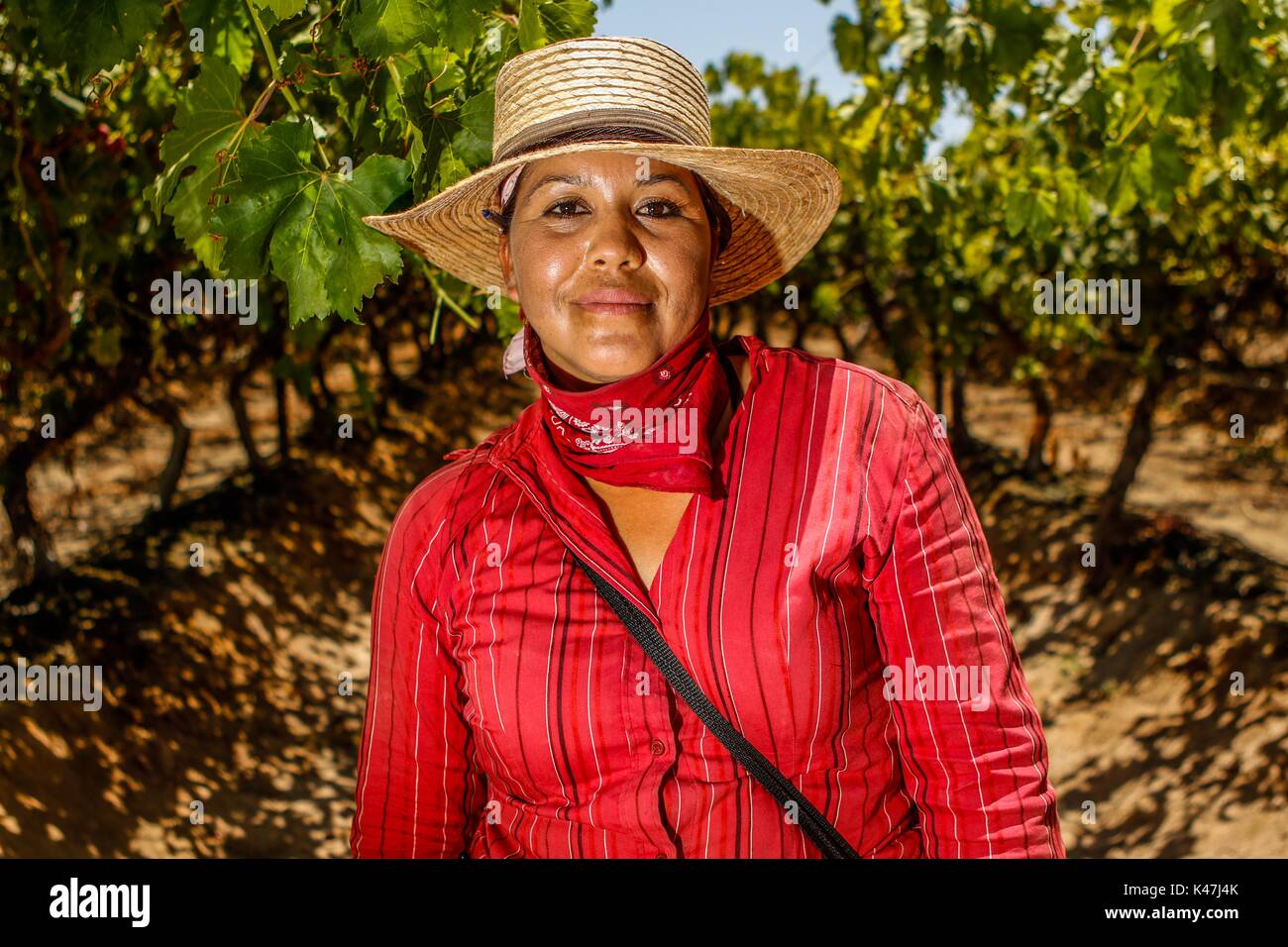 Bahia de Kino, Flore Faune y del Desierto de Punta Chueca, San Nicolas Sonora au Mexique Banque D'Images
