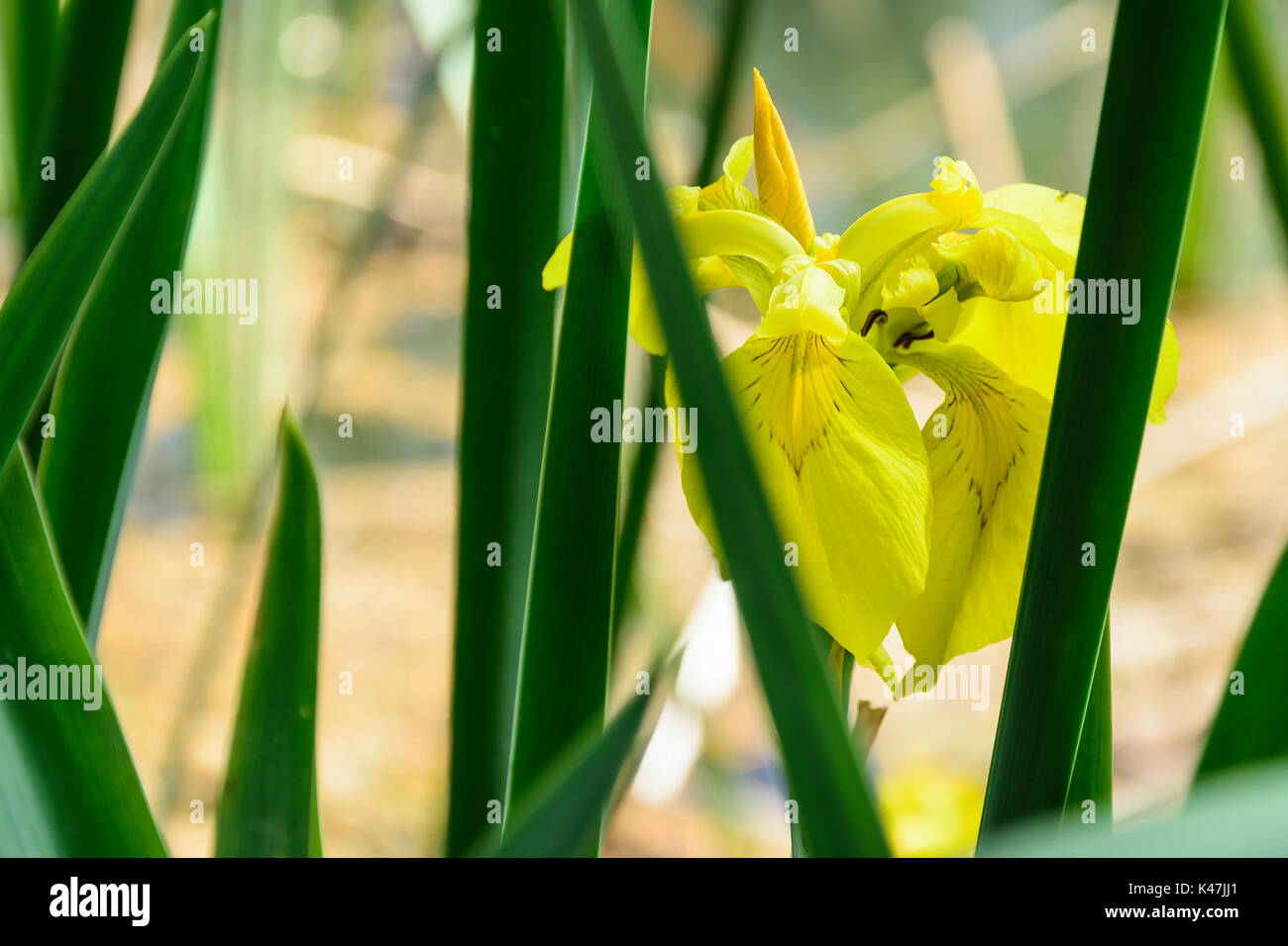 Castellon, Espagne - 17 Avril 2017 : fleur cachée dans la zone de loisirs de Sargal, Viver, Castellon. Banque D'Images