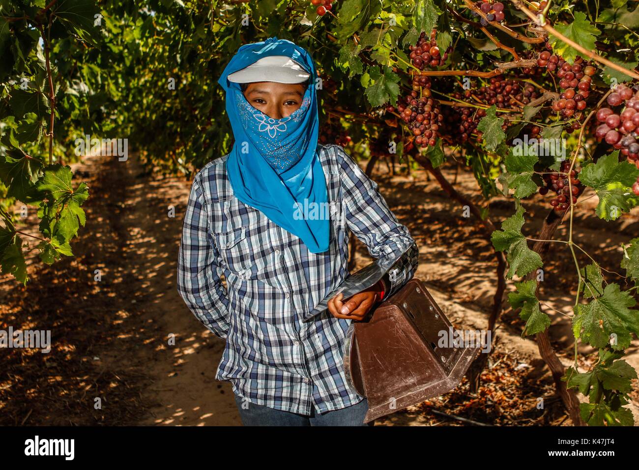 Bahia de Kino, Flore Faune y del Desierto de Punta Chueca, San Nicolas Sonora au Mexique Banque D'Images