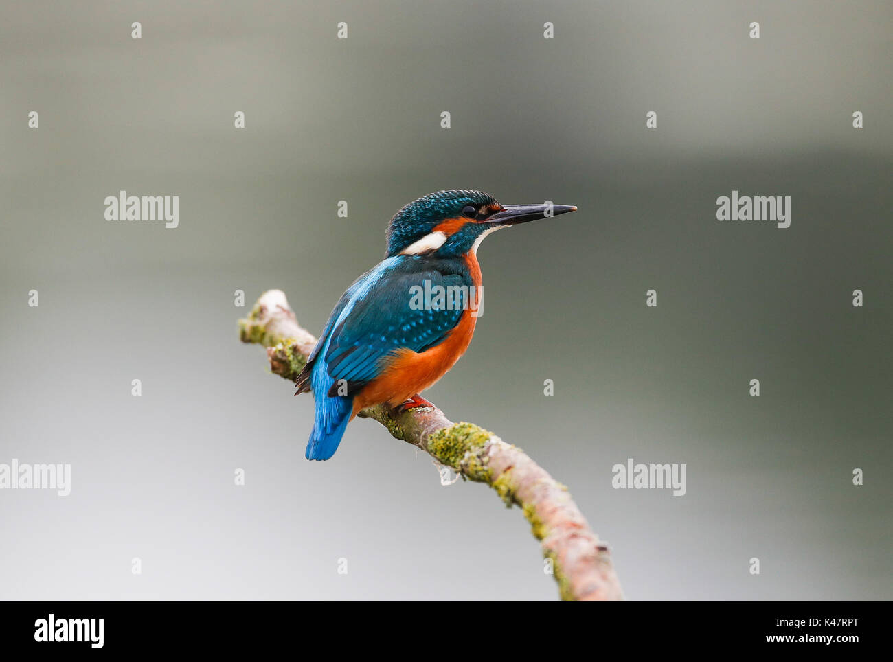 Kingfisher Alcedo atthis) ( Banque D'Images