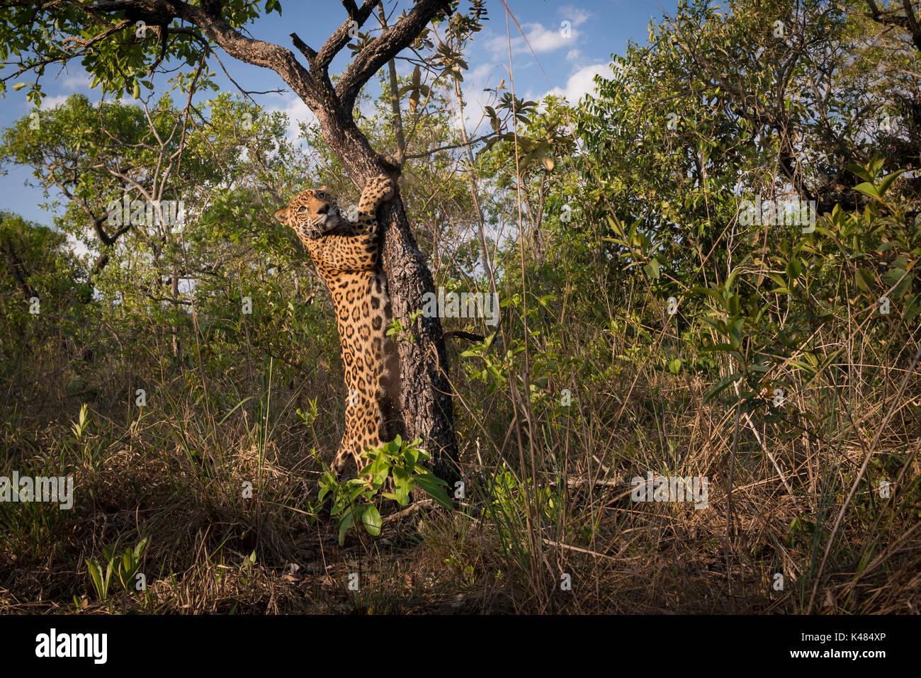 Un Jaguar pris sur le fait de marquer son territoire sur un petit arbre cerrado dans le centre du Brésil Banque D'Images