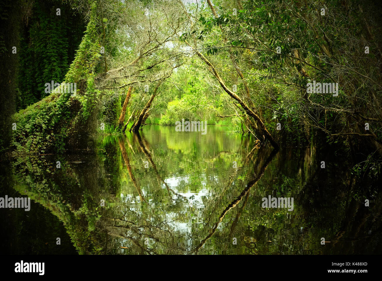 Merveilleux paysage du delta du Mékong au Vietnam, la rangée d'arbre de refléter sur l'eau, canal à travers la forêt de melaleuca, beau paysage avec porte d'entrée au ciel Banque D'Images