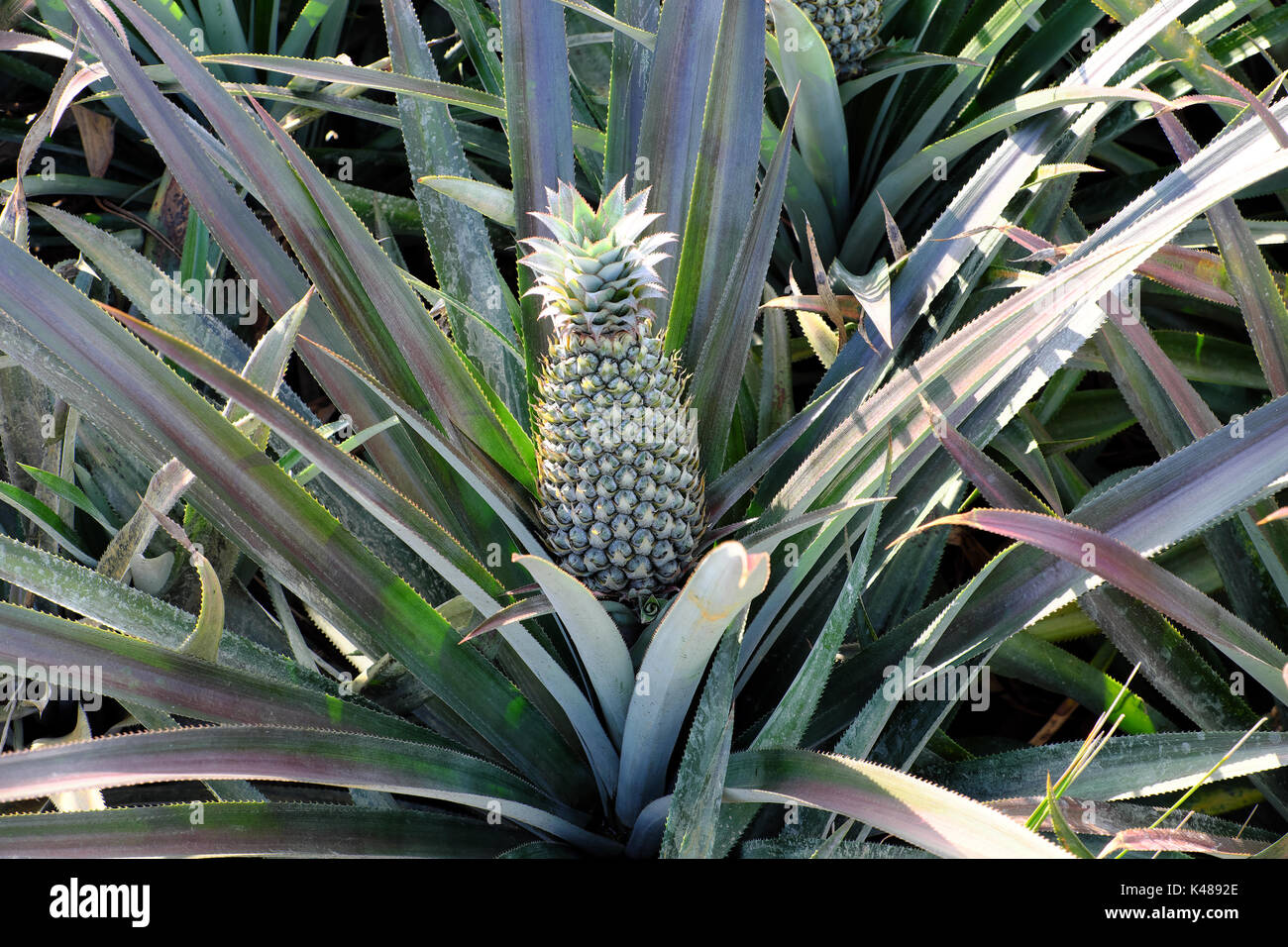 Champ d'ananas au delta du Mékong, Vietnam, grande ferme avec un long fossé de l'eau sur la journée, le Viet Nam Banque D'Images