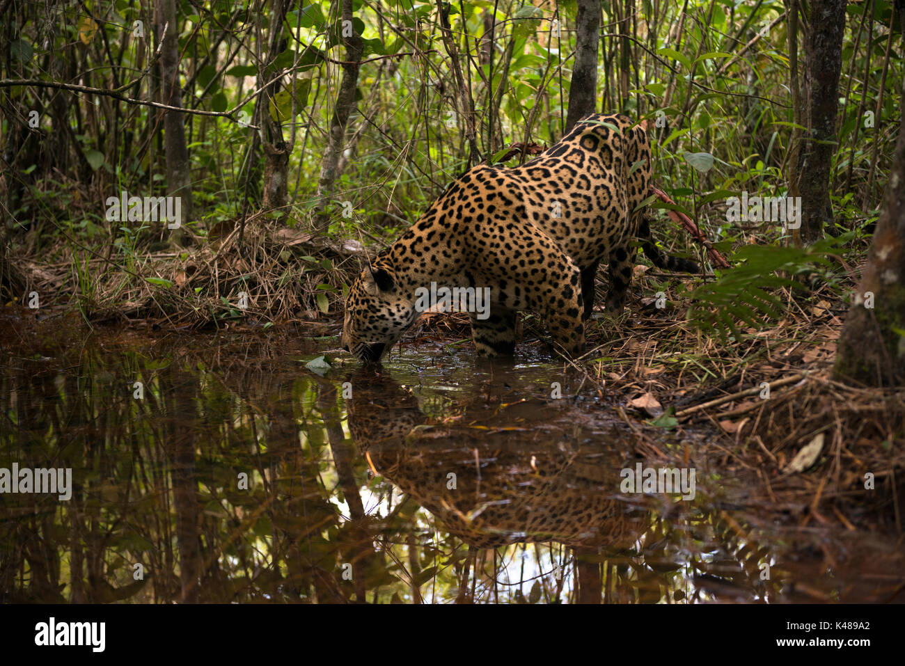 Un Jaguar explore un petit ruisseau d'eau à l'intérieur d'une forêt dans le centre du Brésil Banque D'Images