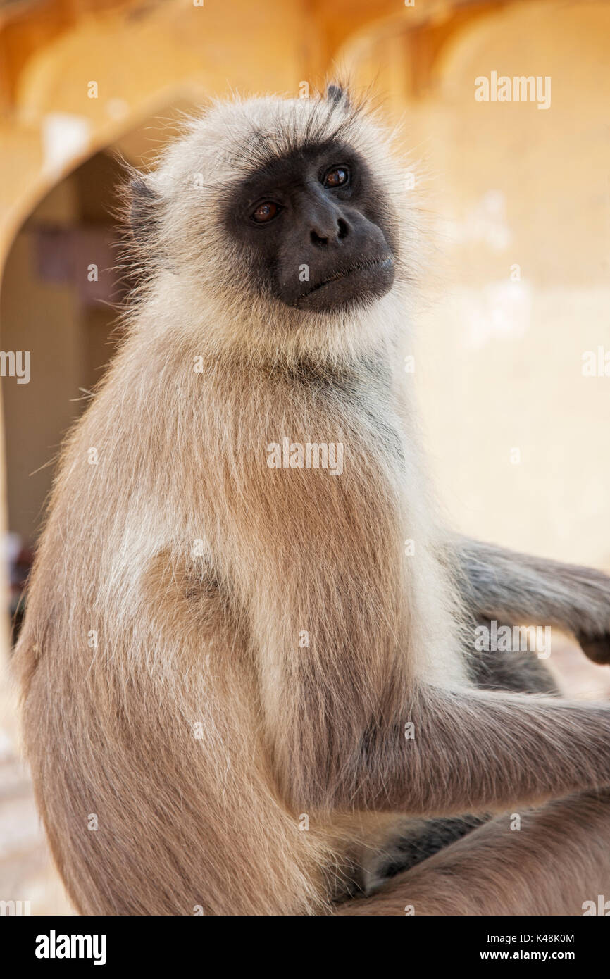 Gray Langur Monkey animaux singe écureuil est considéré comme sacré dans l'hindouisme. Jodhpur Rajasthan Inde. Banque D'Images