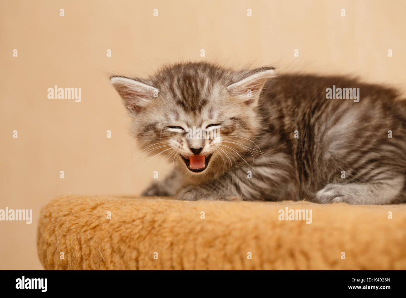 Le mignon petit chaton est en colère et le sifflement. Animaux domestiques. Race de chats hypoallergéniques Banque D'Images