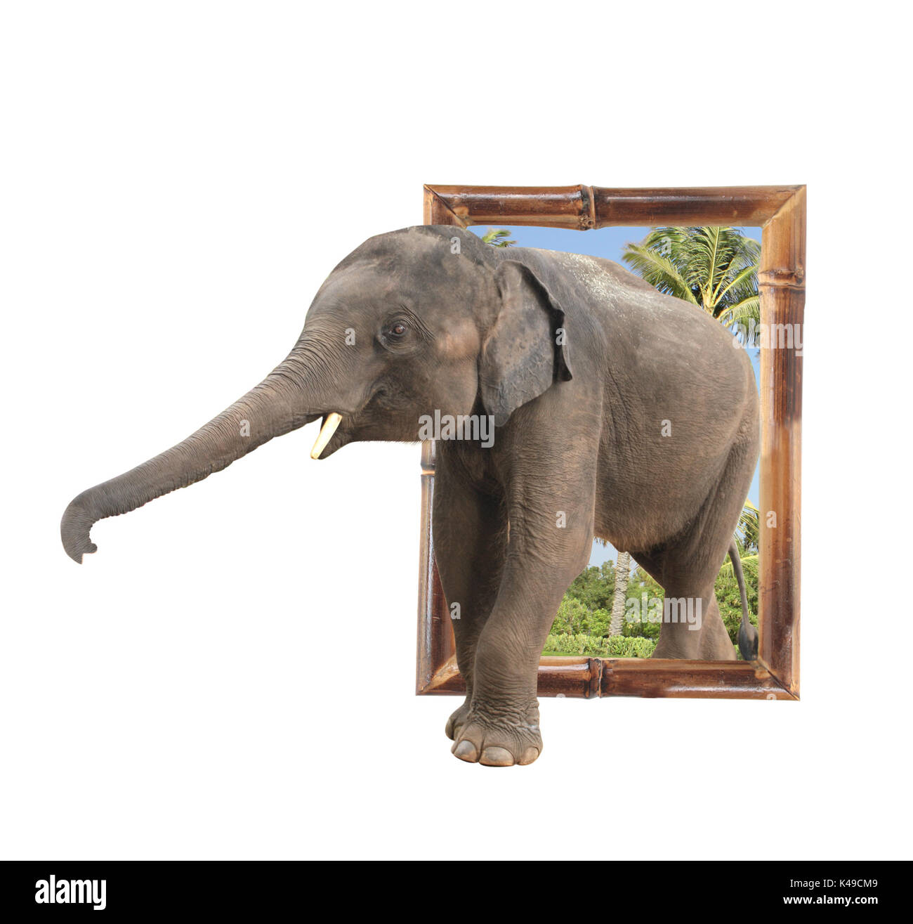 Bébé éléphant (Elephas maximus) dans cadre en bambou avec effet 3D. Isolé sur fond blanc Banque D'Images