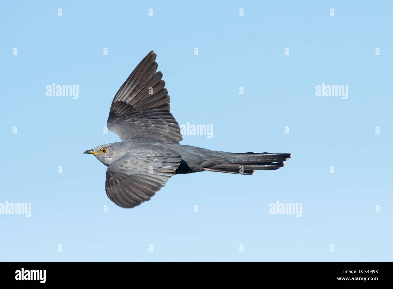 Cuckoo Cuculus canorus Common Écosse Caithness Banque D'Images
