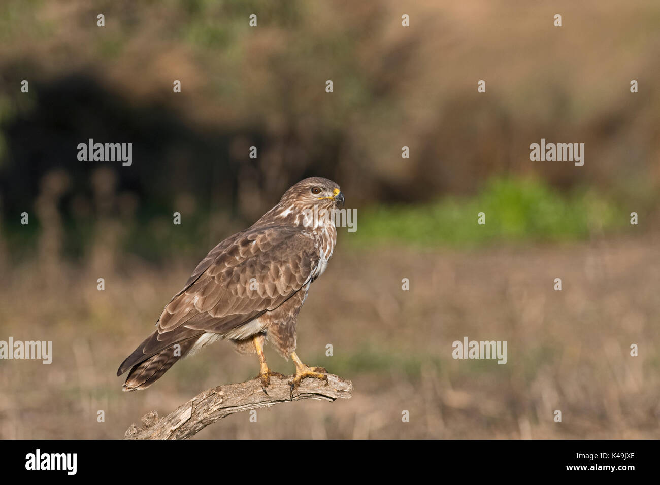 Buse variable Buteo buteo Espagne hiver Banque D'Images