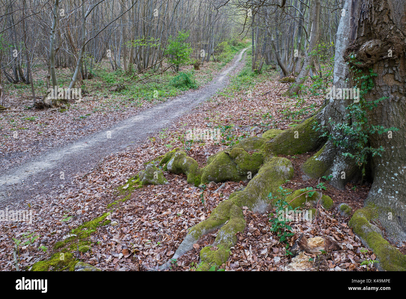 Chemin à travers Tudeley Woods réserve RSPB près de Pembury au début du printemps Banque D'Images