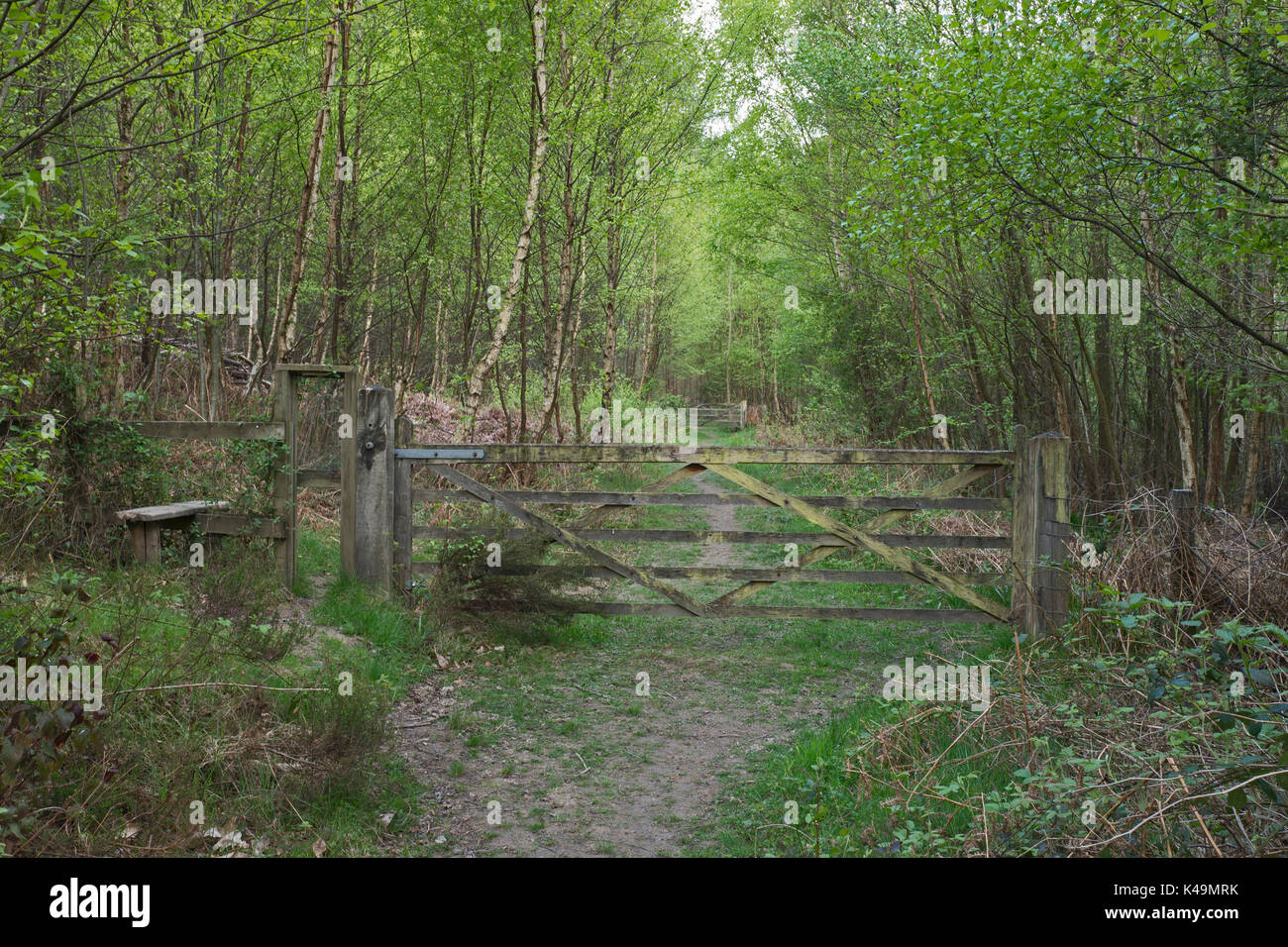 Chemin à travers Tudeley Woods réserve RSPB près de Pembury au début du printemps Banque D'Images