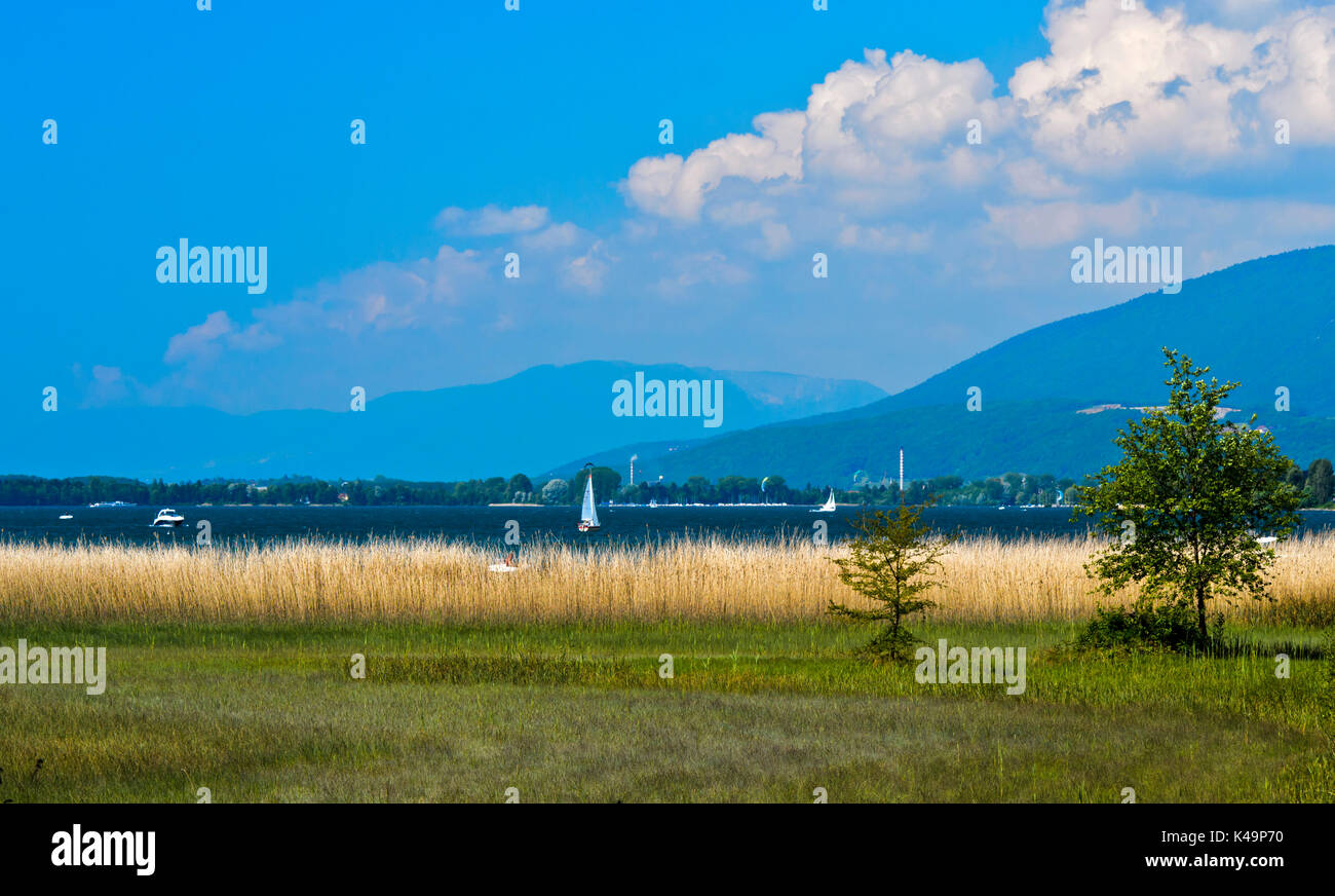 Les zones humides avec vaste salon Reed et marais sur l'île de Saint Pierre dans le lac de Bienne, Brügg, Suisse Banque D'Images