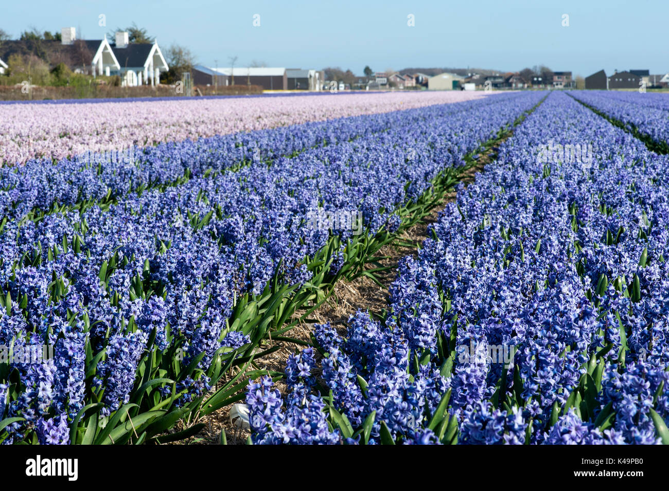 Jacinthe fleurs champ dans la région de Bollenstreek, connu pour la production de bulbes à fleurs de printemps, Pays-Bas Banque D'Images