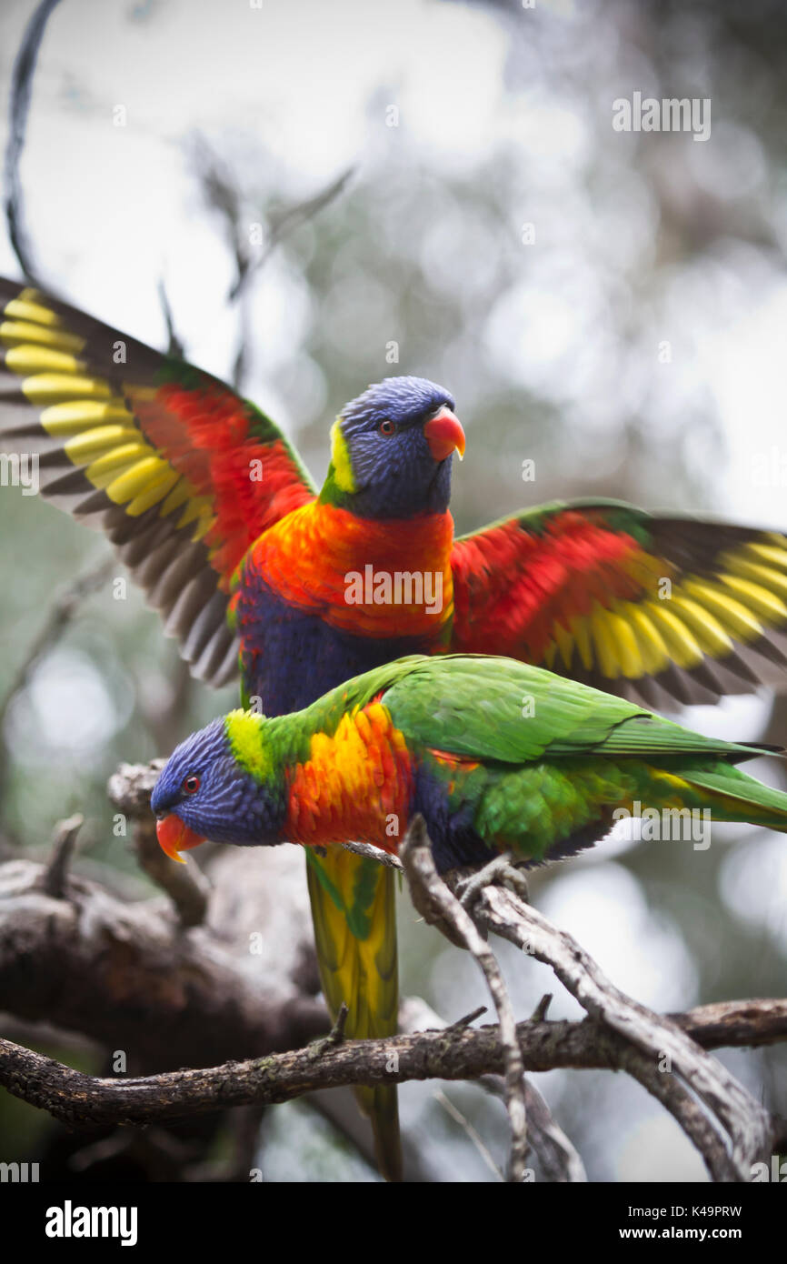 Les oiseaux d'australie Banque D'Images