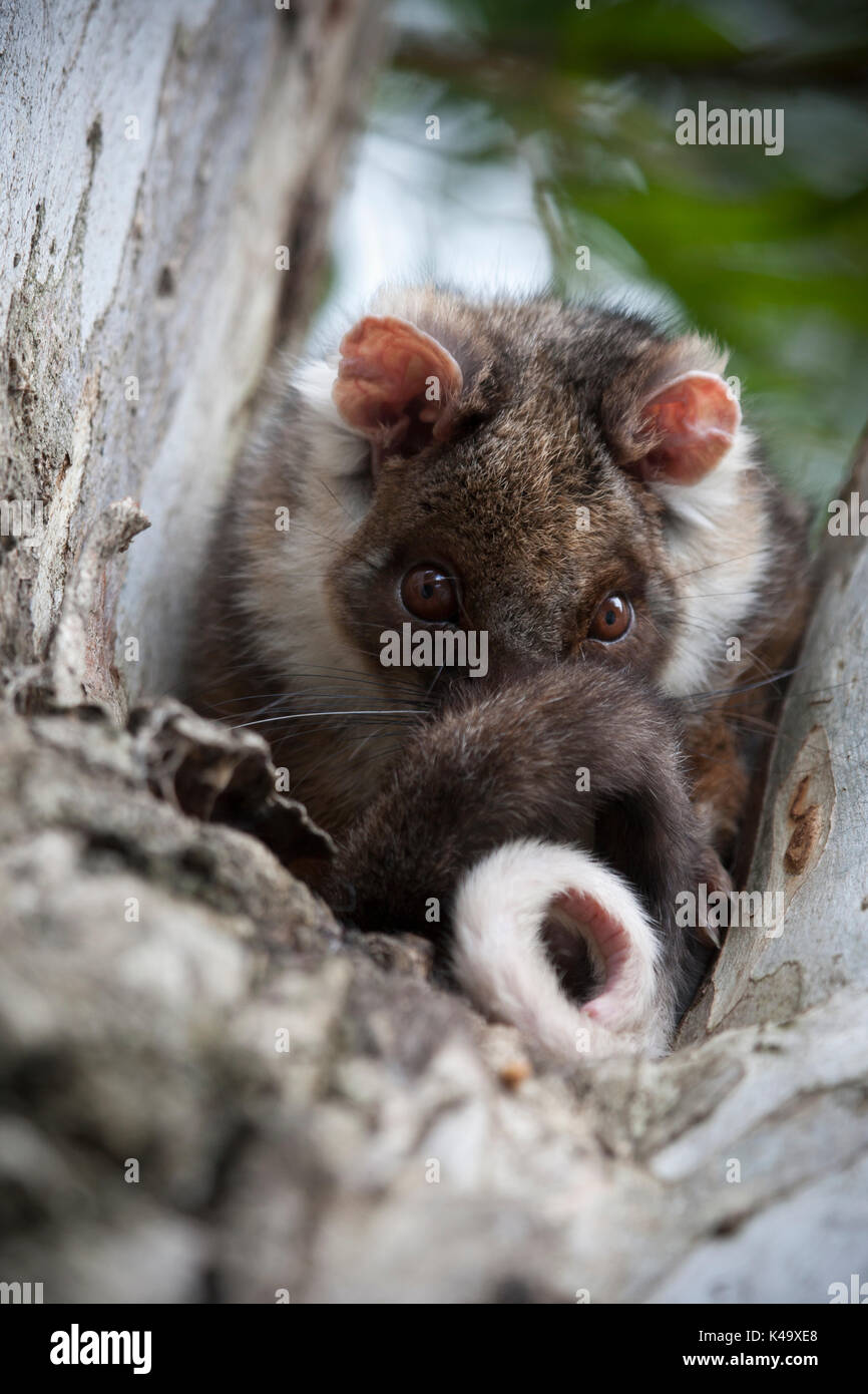 Torquéole à possum de queue Banque D'Images