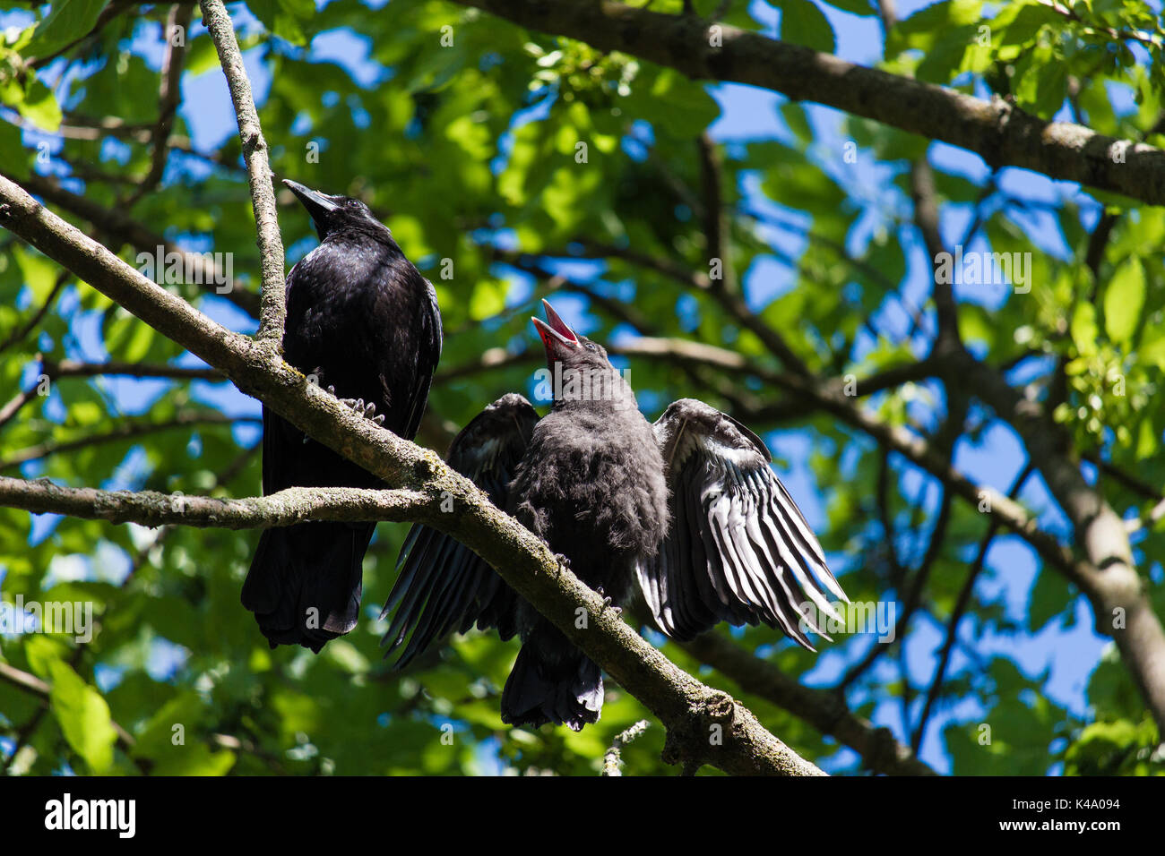 Junge Krähen im Frühling im Park werden gefüttert Banque D'Images