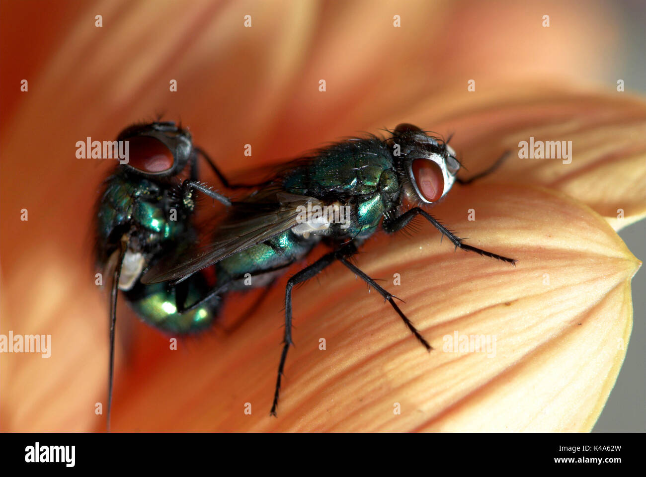 Greenbottle Fly, Lucilia caesar, paire, l'accouplement sur fleur Banque D'Images