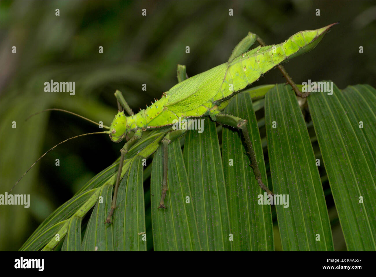 Nymphe, Heteropteryx Dilatata Jungle, phasme, vert, phasmides camouflé, Banque D'Images