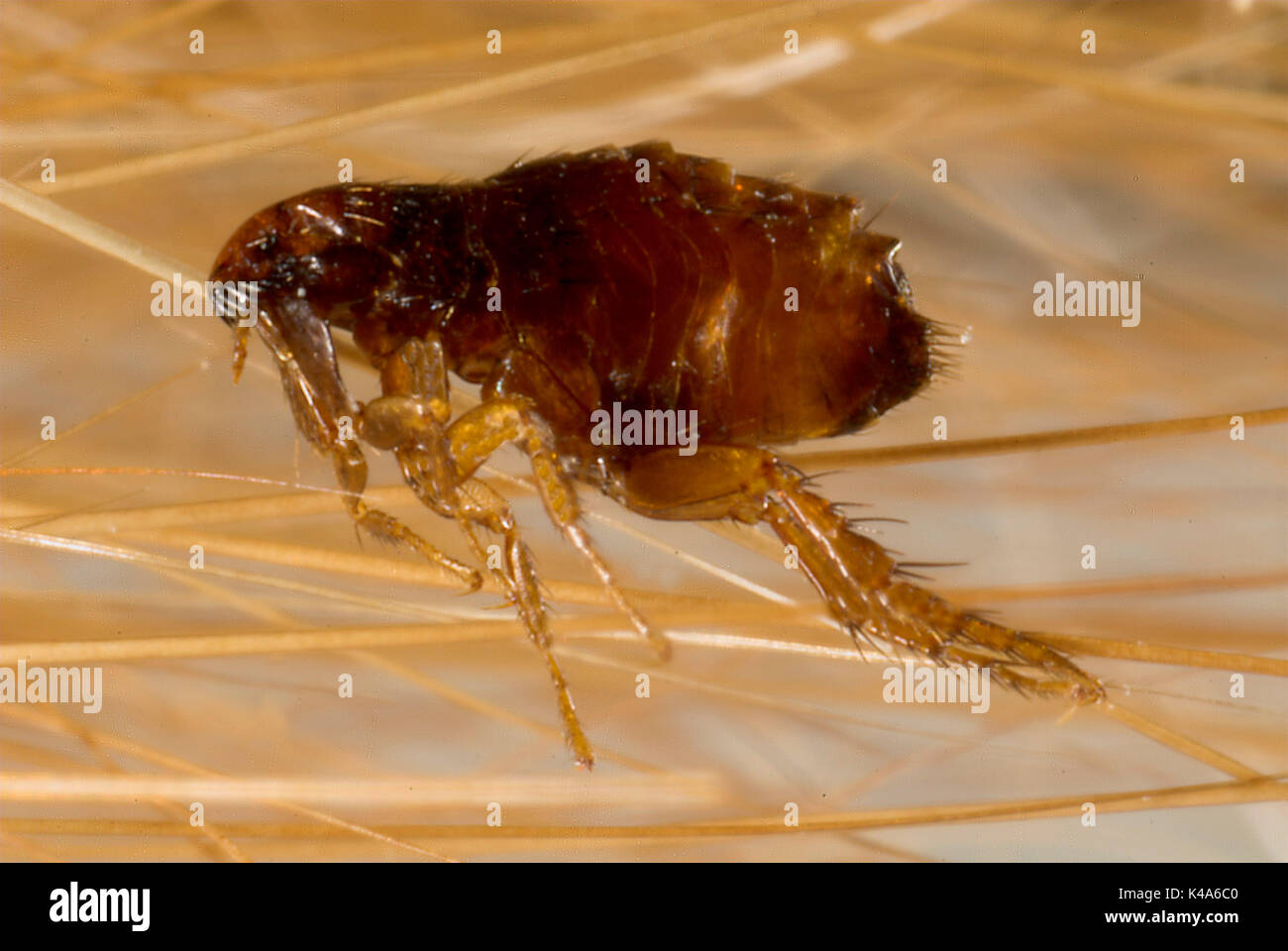 , La puce du chat Ctenocephalides felis, dans les poils de chat Banque D'Images