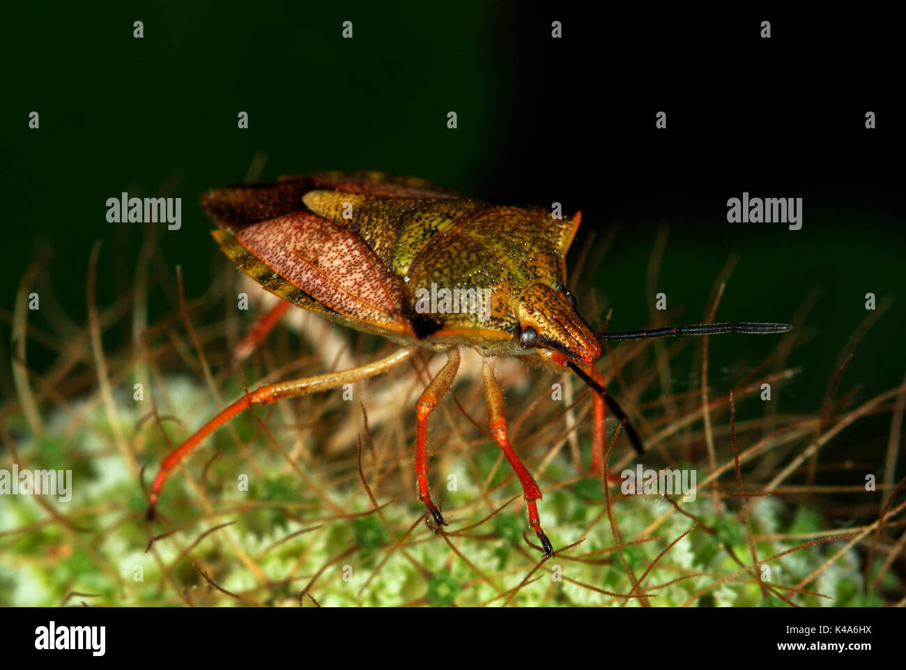 Hawthorn Shield Bug, Acanthosoma haemornhoidale, montrant le corps, les yeux, les antennes et les jambes avec pieds accrochée, Provence Banque D'Images