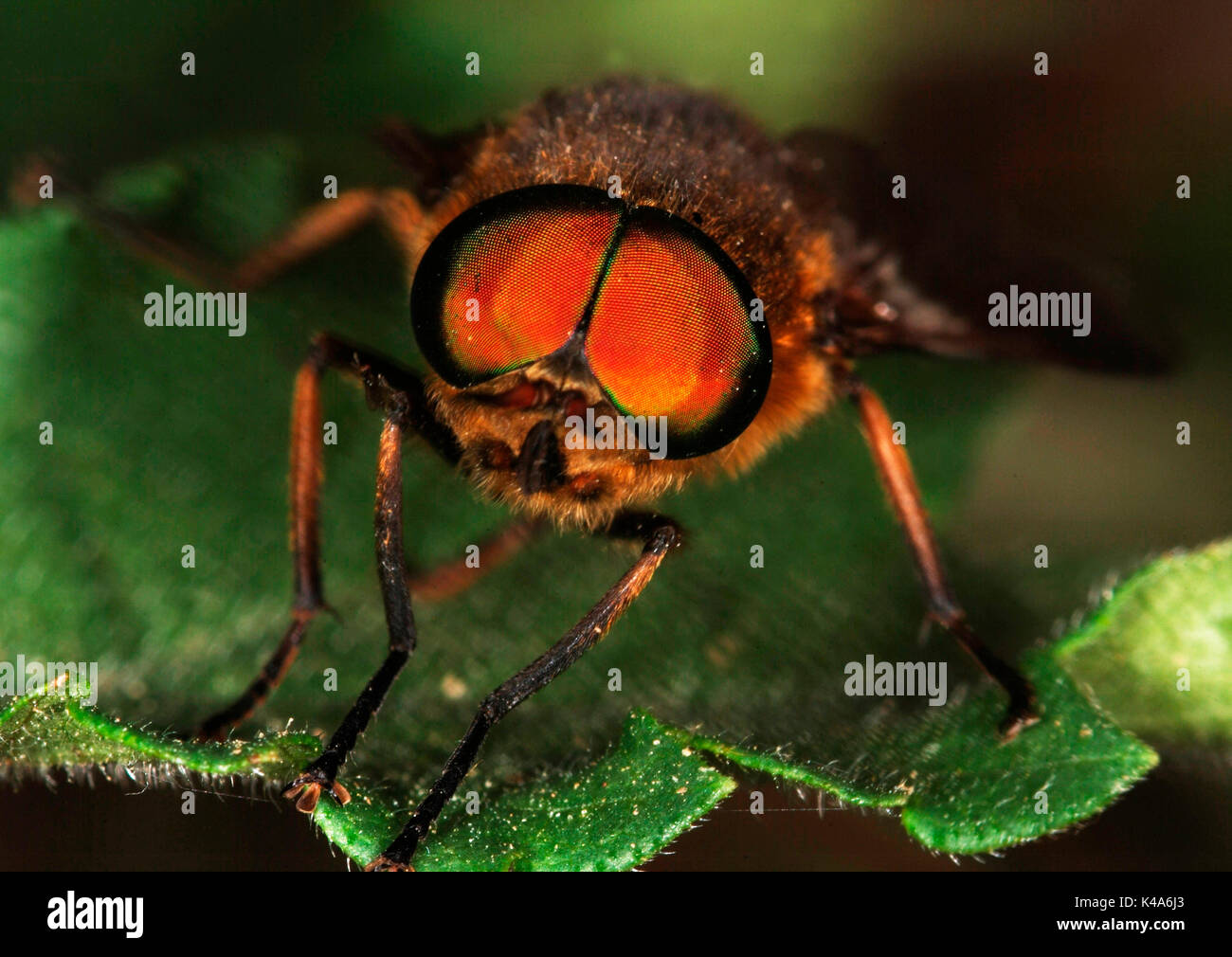 Fly, Close up de face montrant de très grands yeux composés, Provence Banque D'Images