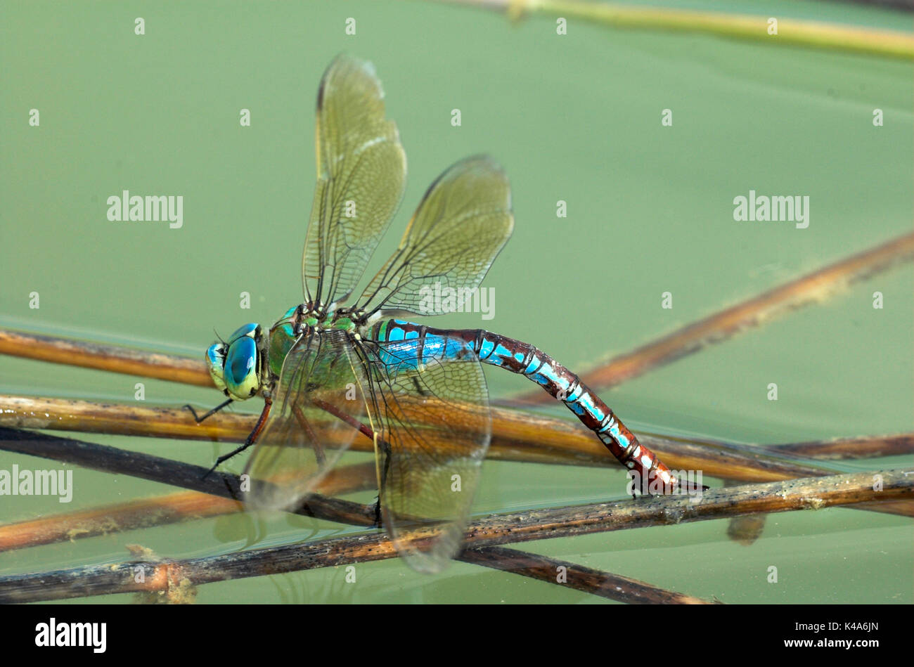 Libellule anax empereur, imperator, femelle pondre sur reed dans l'eau de bassin, Provence, Banque D'Images