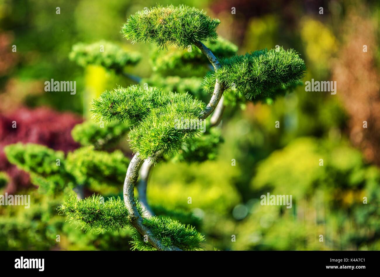 Belle décoration et arbre de jardin. Jardin de rocaille de plantes exotiques. Banque D'Images