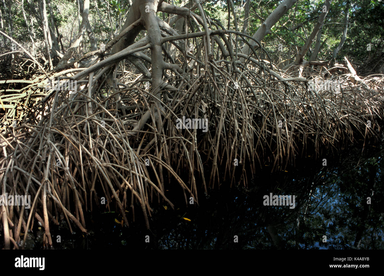 Lagune de mangrove ou un marais, l'île de Margarita, Venezuela, montrant les racines dans l'eau, arbres et arbustes qui poussent dans des habitats côtiers saline dans les tropiques Banque D'Images